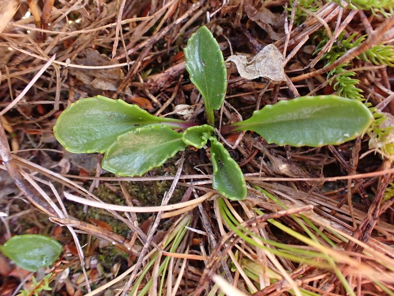Pappochroma tasmanicum photo 3