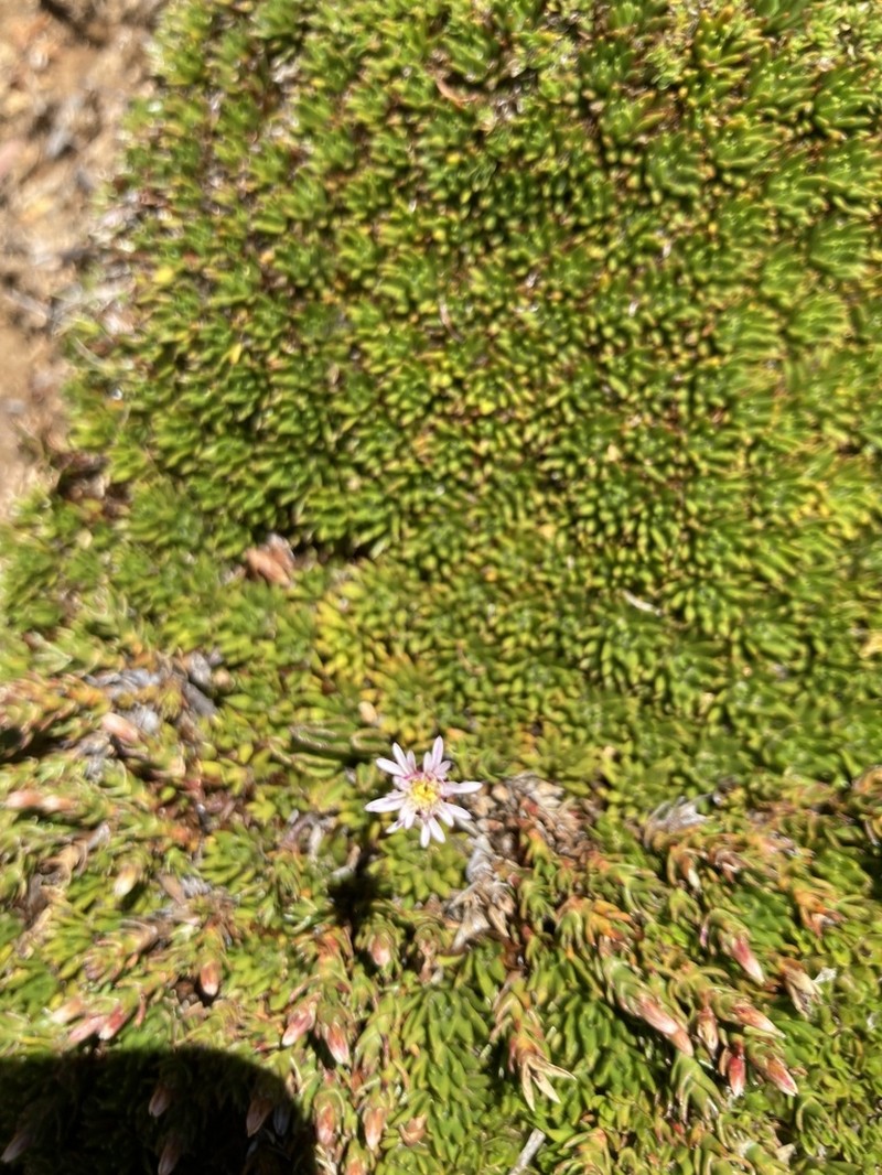Pappochroma tasmanicum photo 5