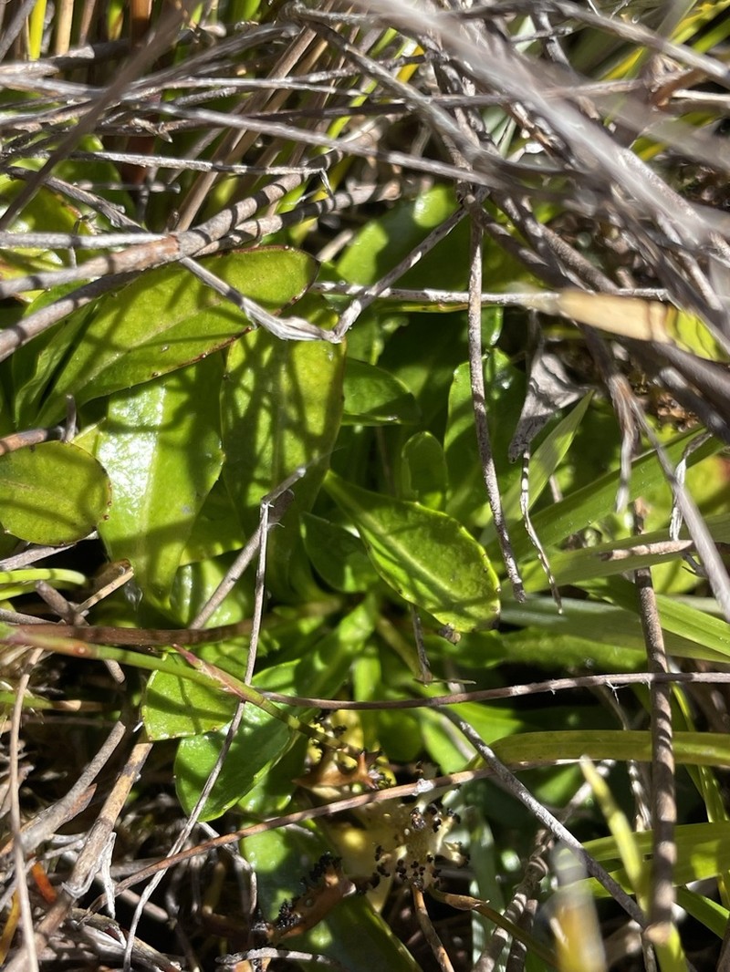Pappochroma tasmanicum photo 6