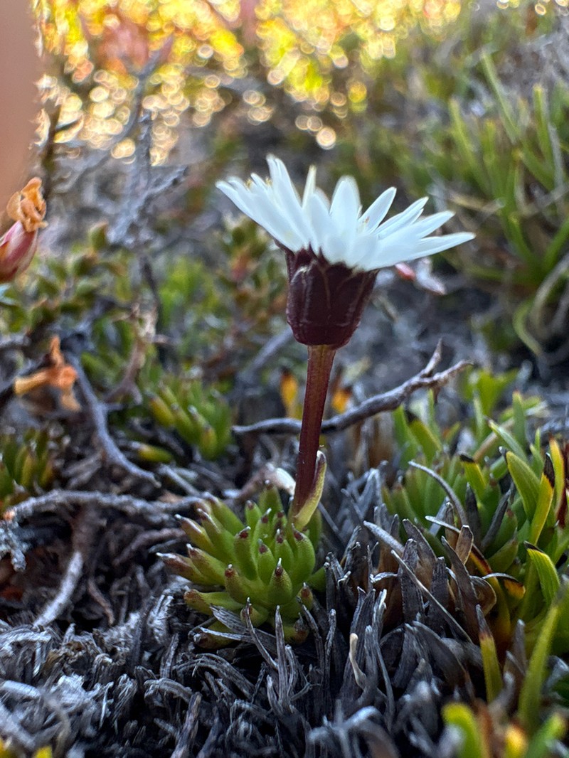 Pappochroma trigonum