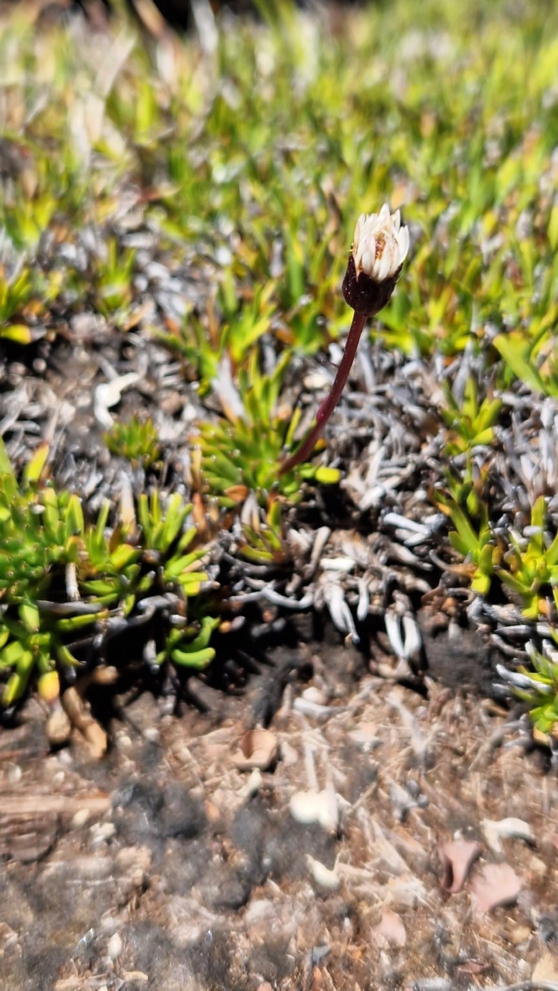 Pappochroma trigonum photo 3