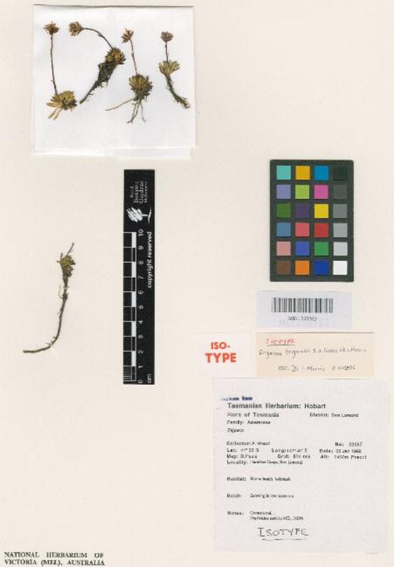 Pappochroma trigonum photo 4