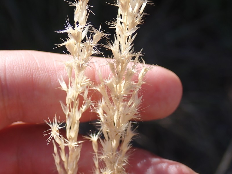 Pink Pappusgrass photo 3