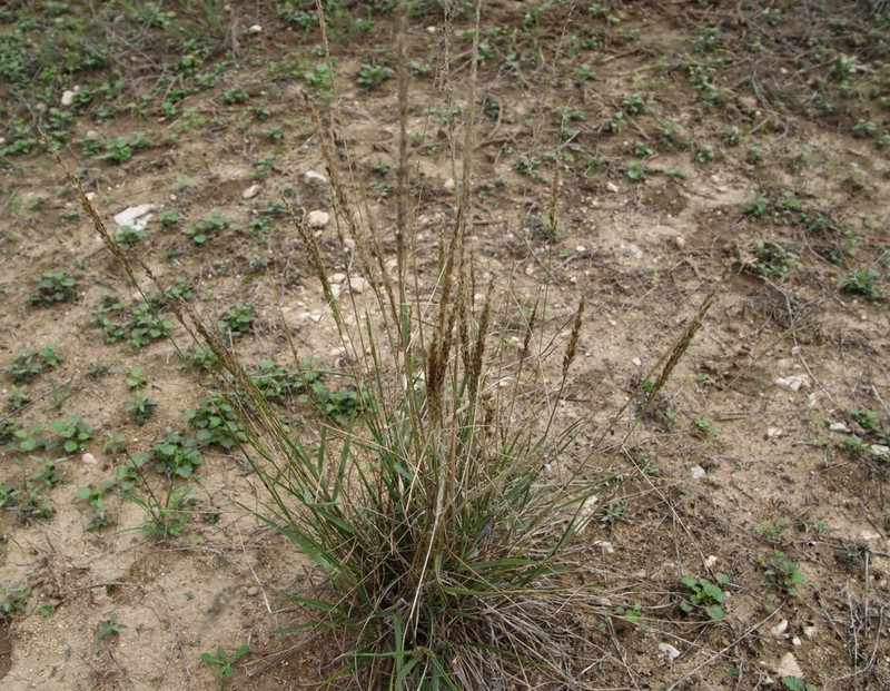 Pink Pappusgrass photo 7