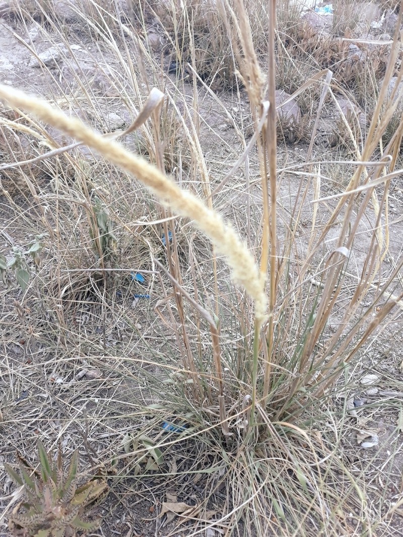 Whiplash Pappusgrass