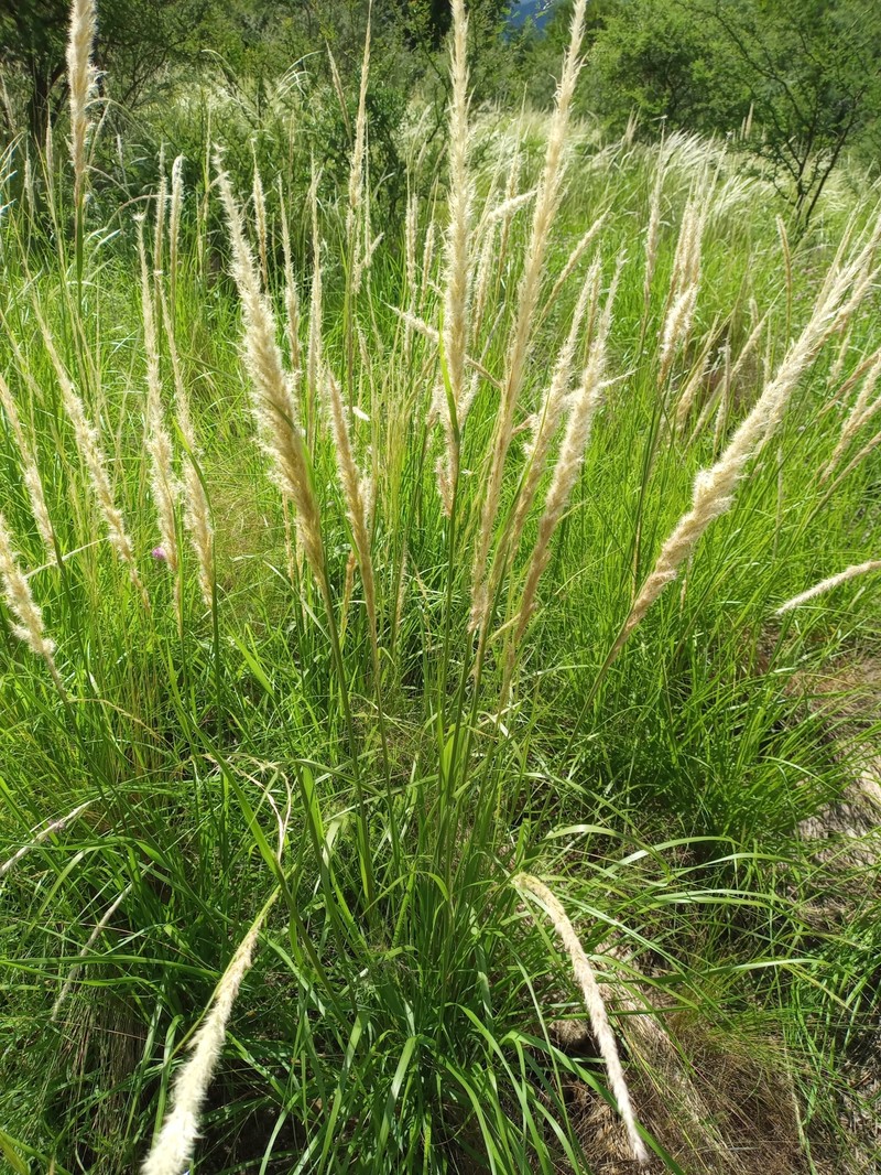 Whiplash Pappusgrass photo 3