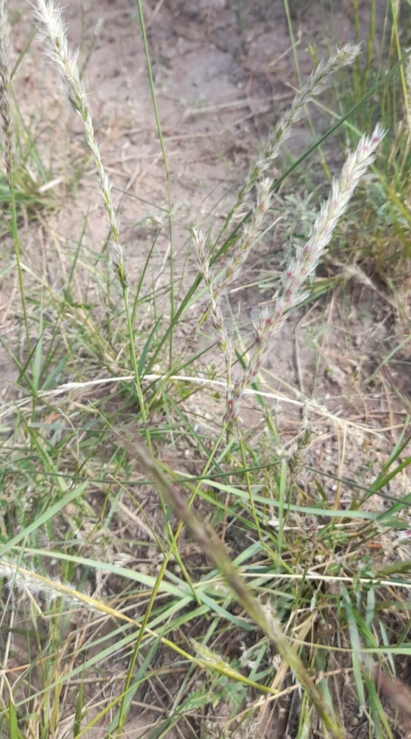 Whiplash Pappusgrass photo 4