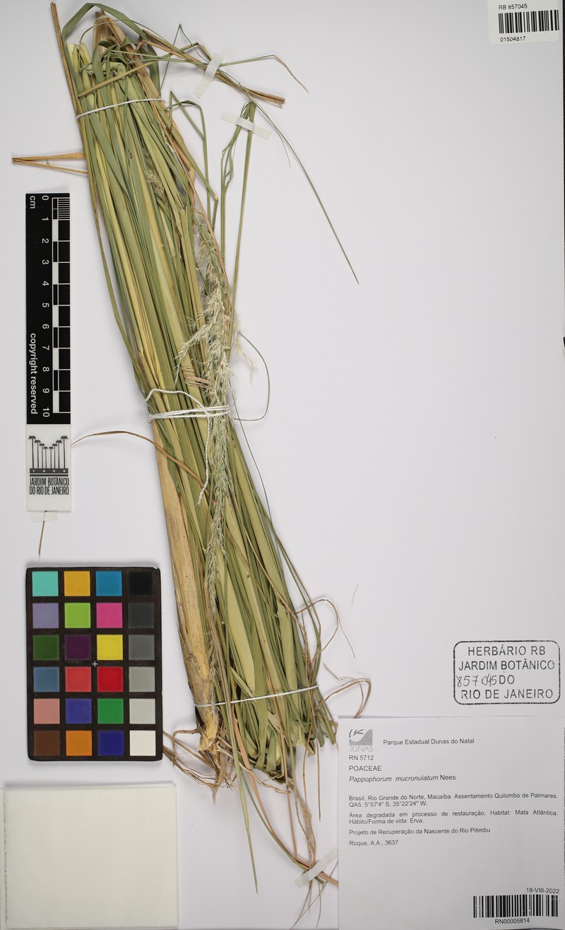 Whiplash Pappusgrass photo 5