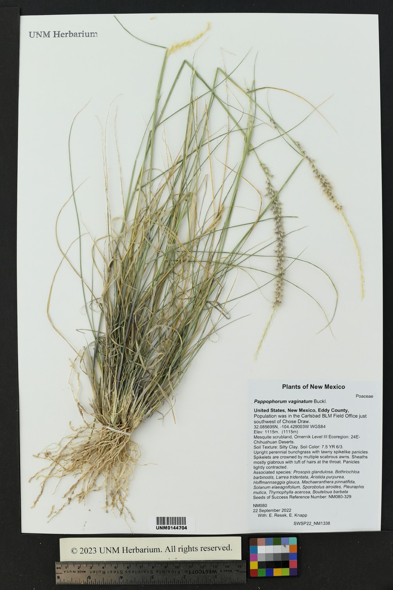 Whiplash Pappusgrass photo 6