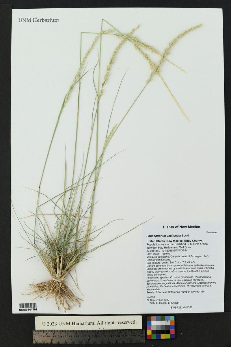 Whiplash Pappusgrass photo 7