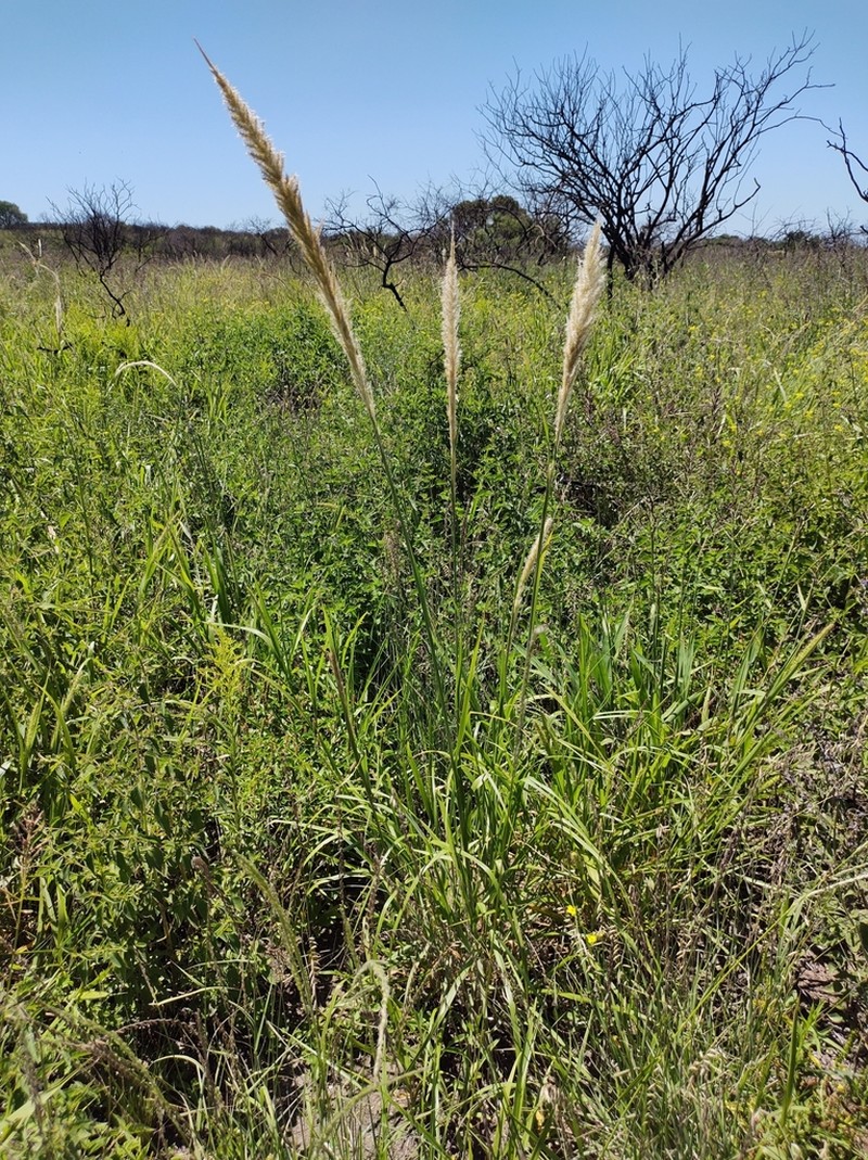 Limestone Pappusgrass
