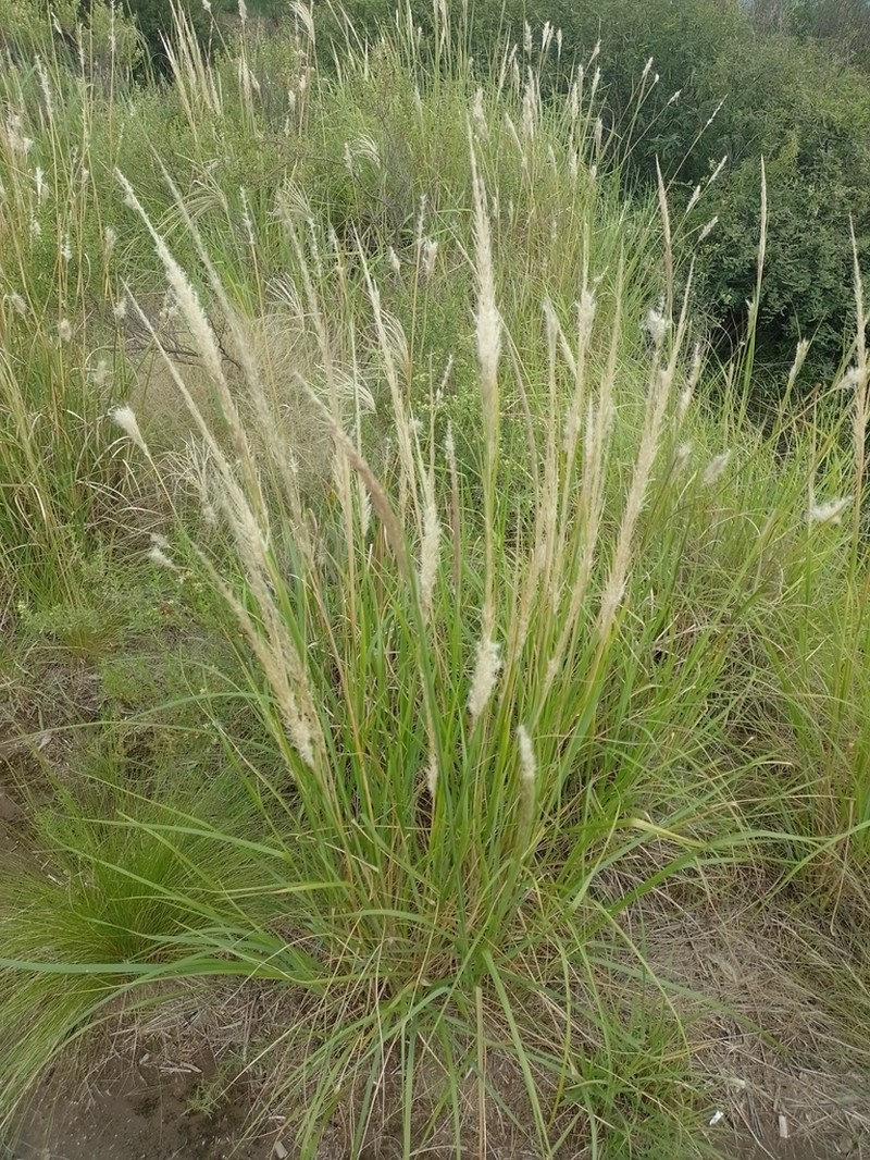 Limestone Pappusgrass photo 2