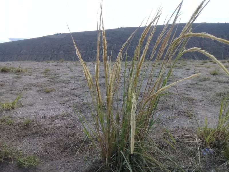 Limestone Pappusgrass photo 3