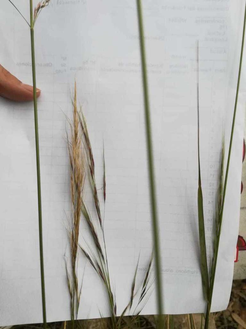 Limestone Pappusgrass photo 4