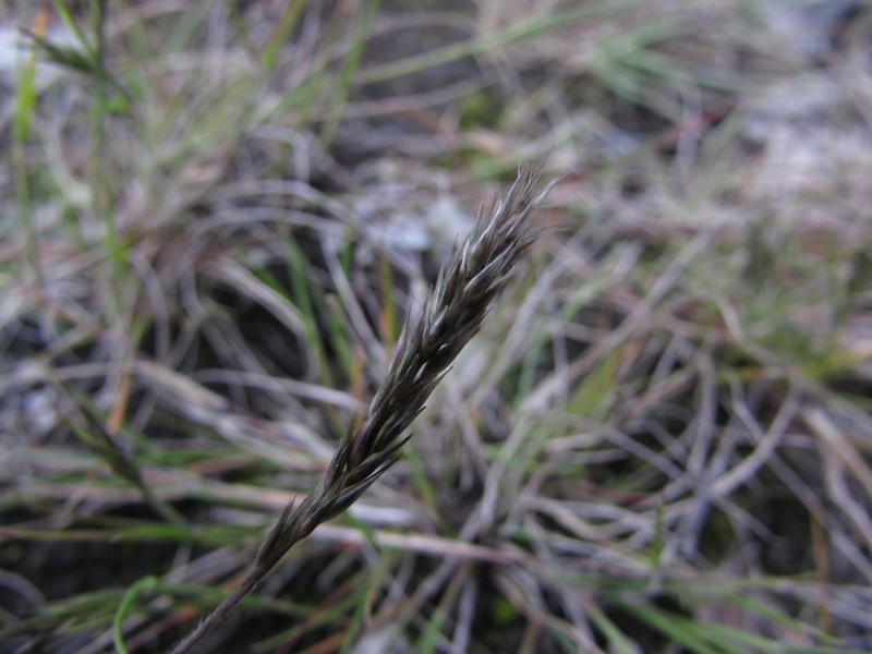 Limestone Pappusgrass photo 5