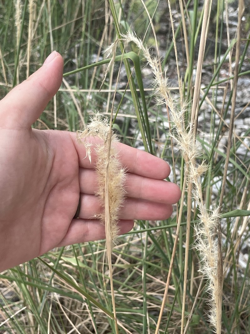 Limestone Pappusgrass photo 6