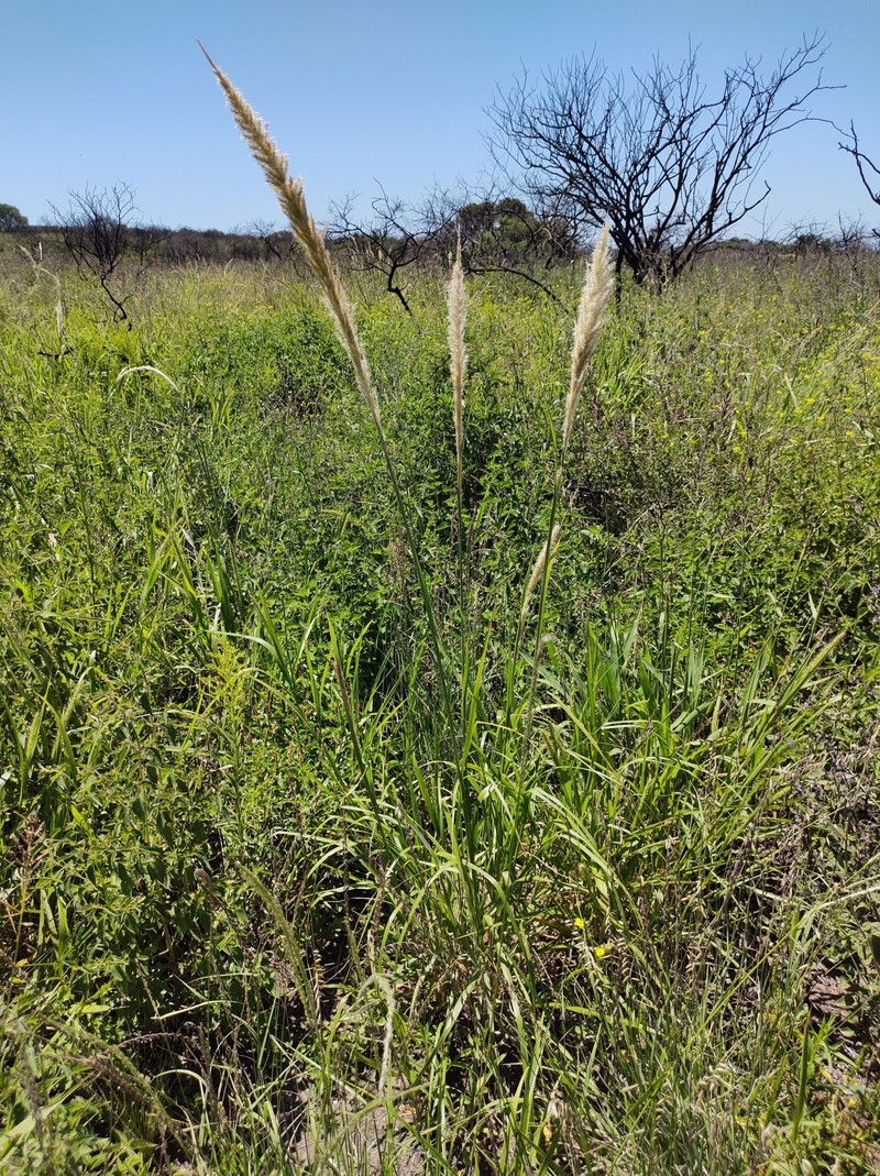Limestone Pappusgrass photo 7
