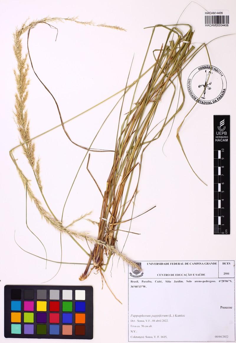 Limestone Pappusgrass photo 8
