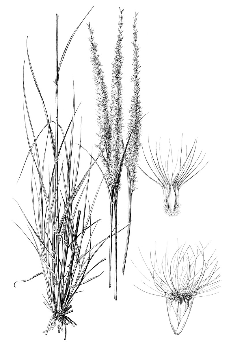 Whiplash Pappusgrass photo 5