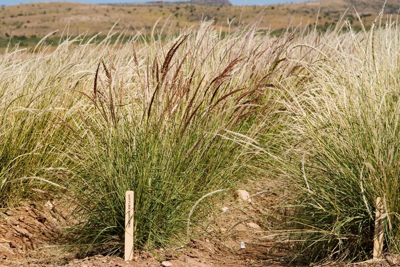 Whiplash Pappusgrass photo 2