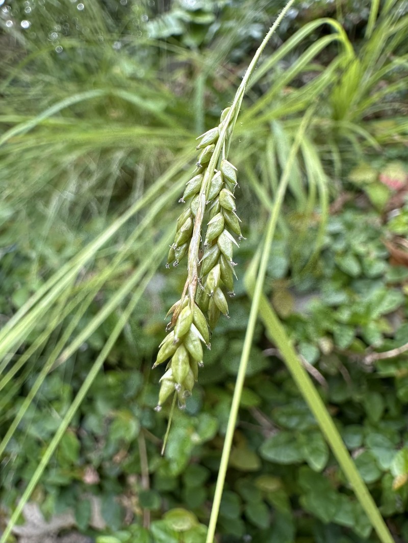 Pappostipa neaei