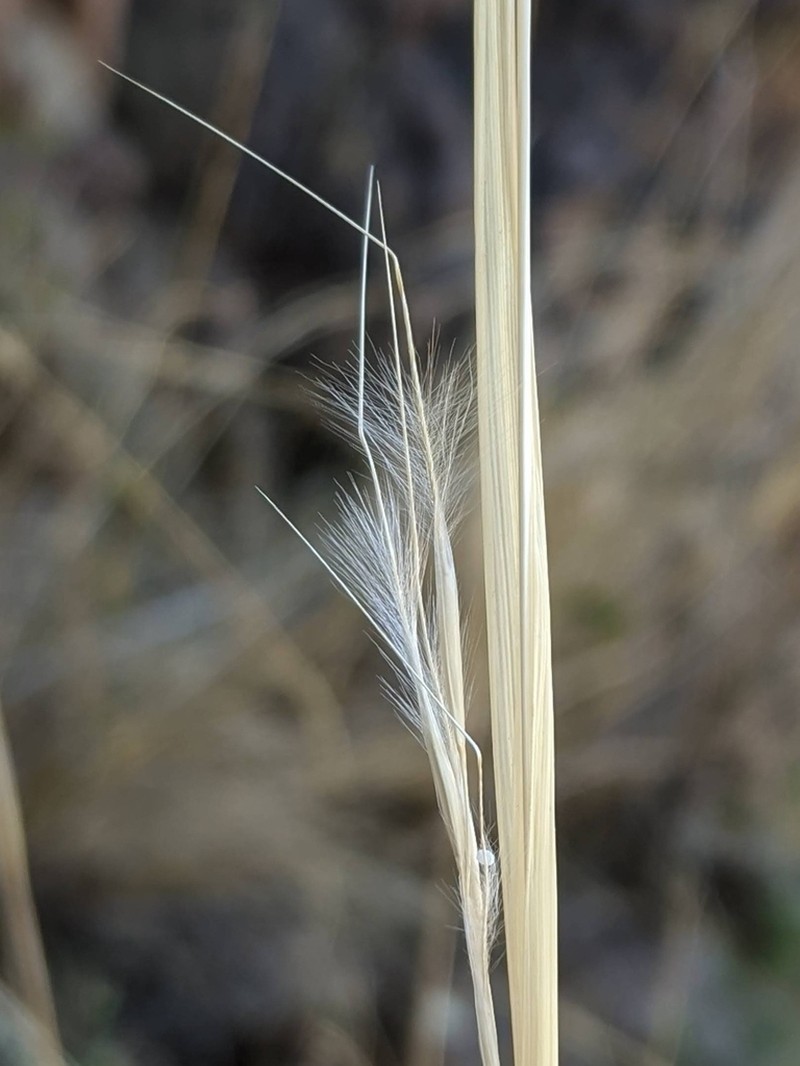 Desert Needlegrass