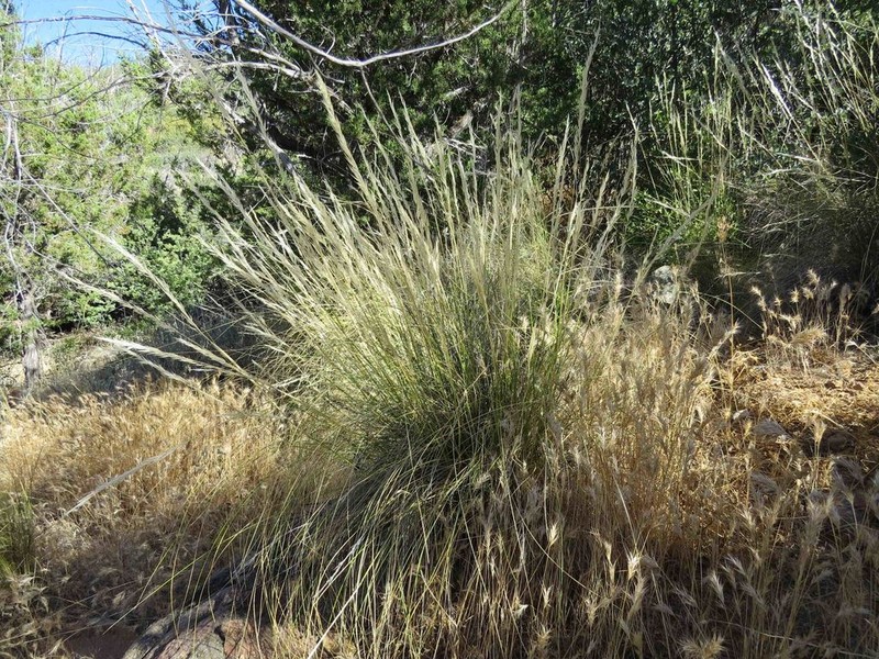 Desert Needlegrass photo 2