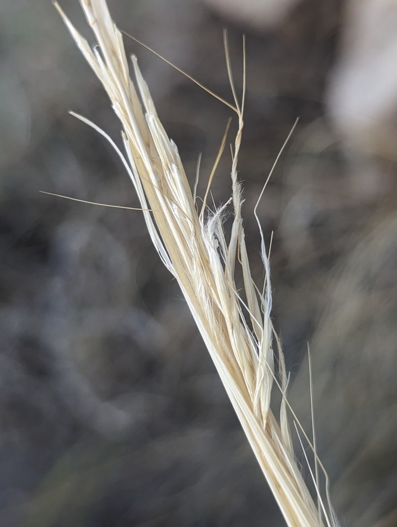 Desert Needlegrass photo 3