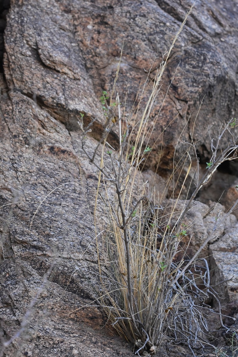 Desert Needlegrass photo 4