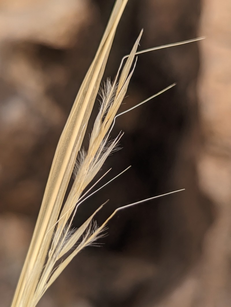 Desert Needlegrass photo 5