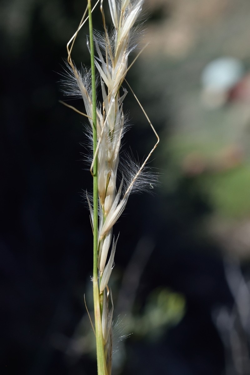 Desert Needlegrass photo 6