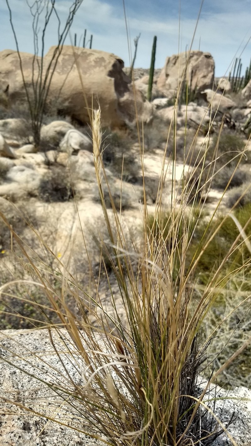 Desert Needlegrass photo 7