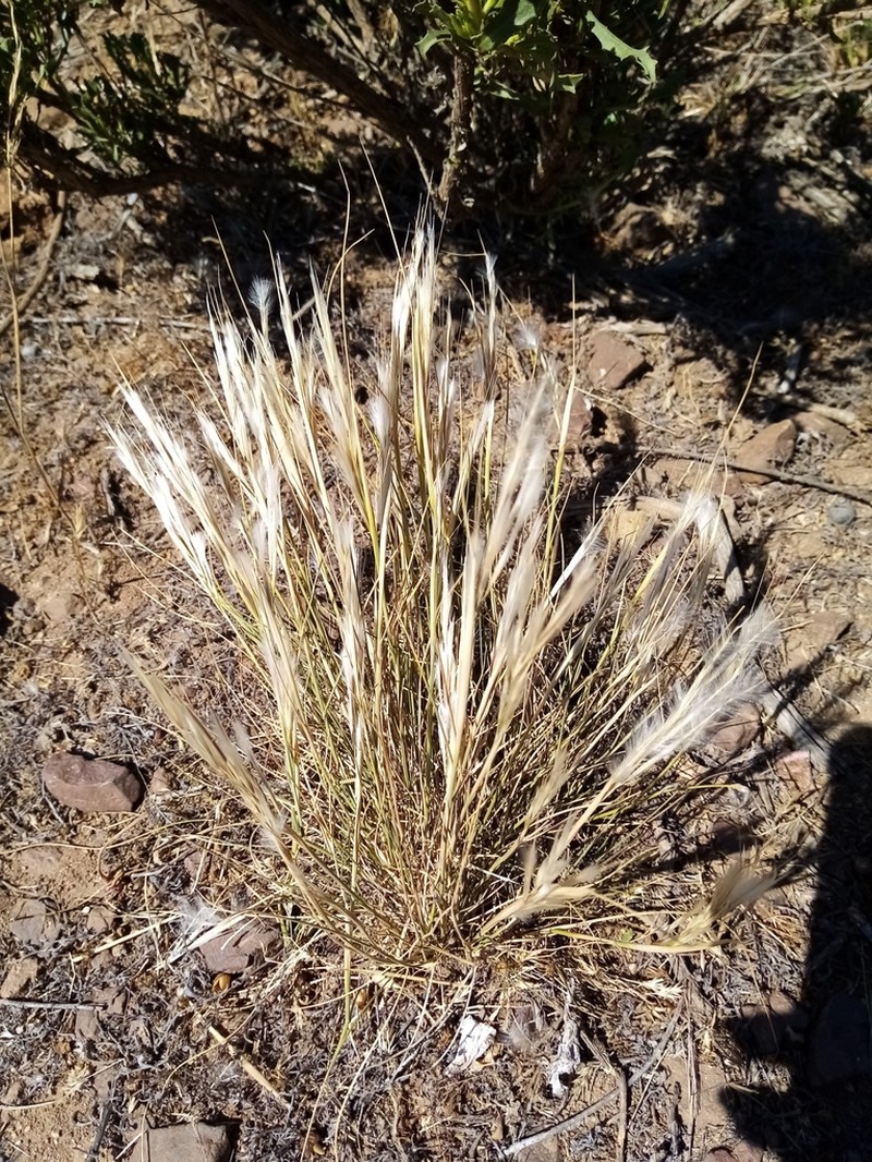 Desert Needlegrass photo 8