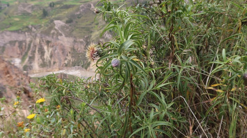 Paquirea lanceolata