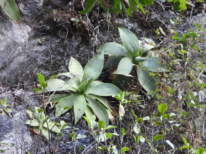 Paraagave ellemeetiana