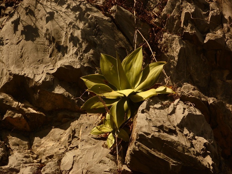 Paraagave ellemeetiana photo 2