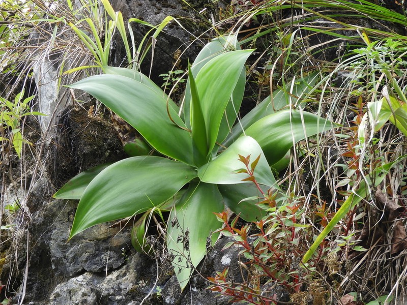 Paraagave ellemeetiana photo 3