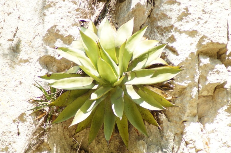 Paraagave ellemeetiana photo 4