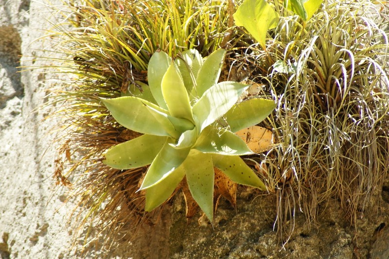 Paraagave ellemeetiana photo 5