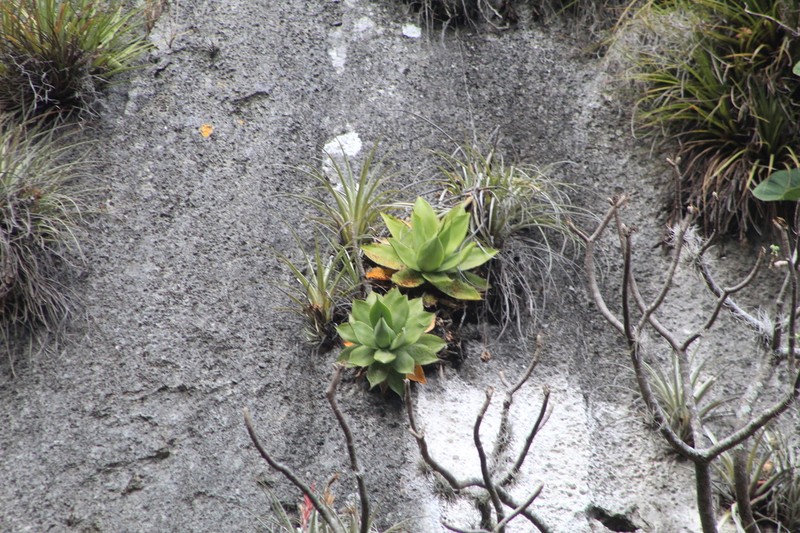 Paraagave ellemeetiana photo 6