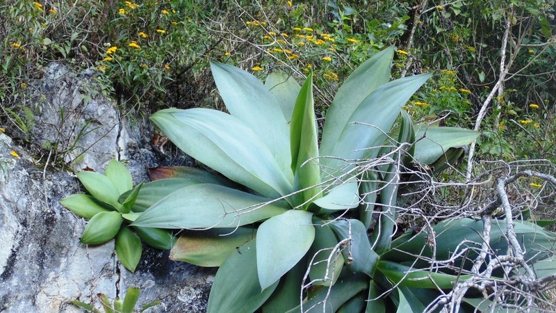 Paraagave ellemeetiana photo 7