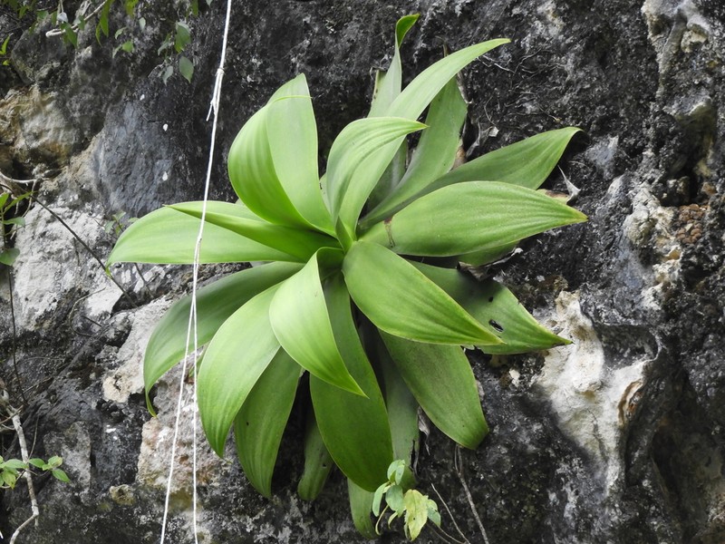 Paraagave ellemeetiana photo 8