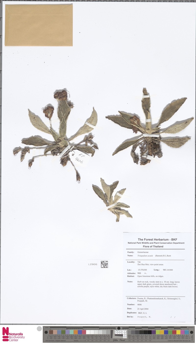 Paraboea acaulis