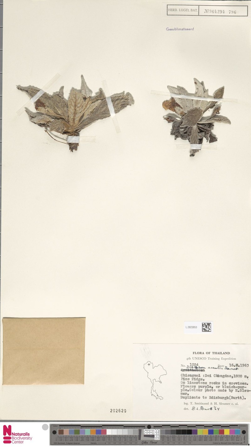 Paraboea acaulis photo 2