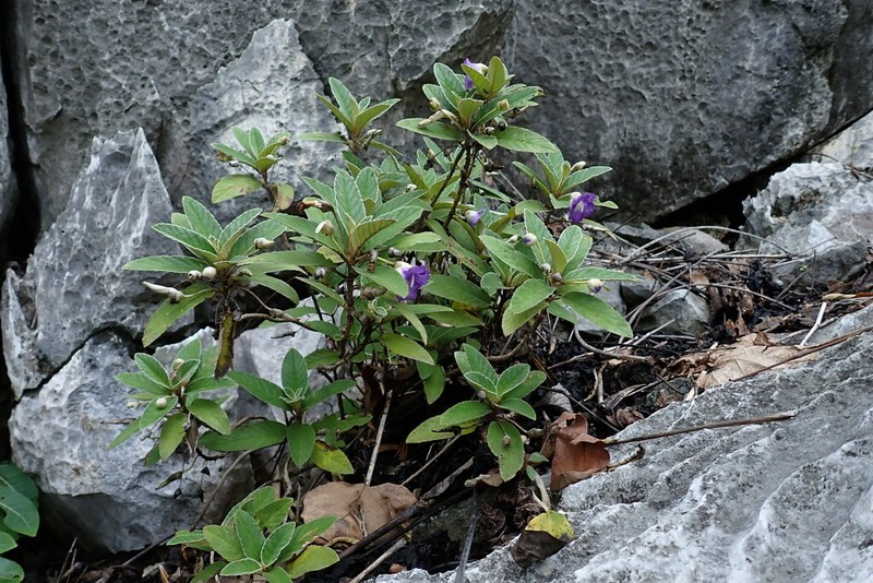 Paraboea albida