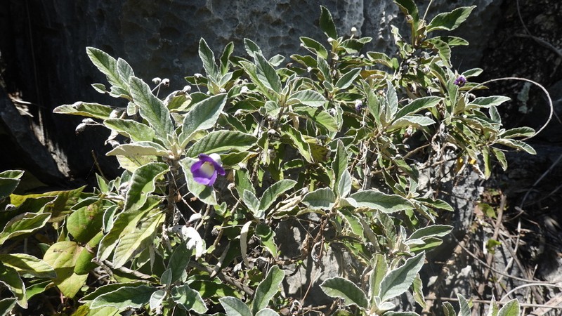 Paraboea albida photo 2