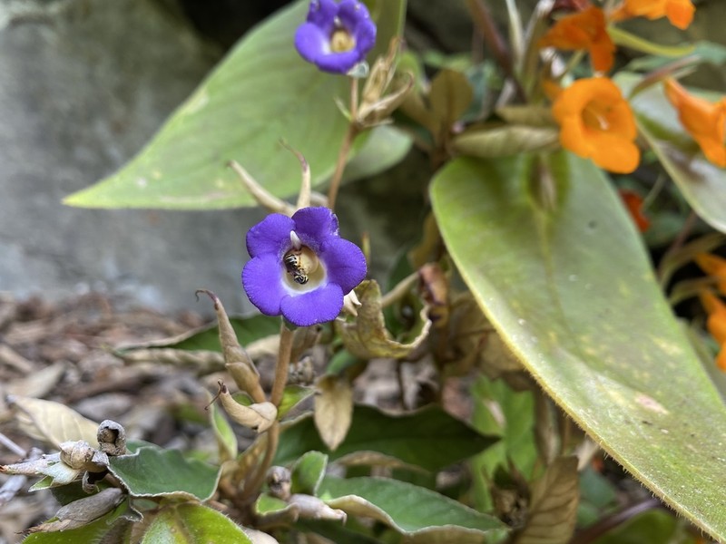 Paraboea albida photo 3