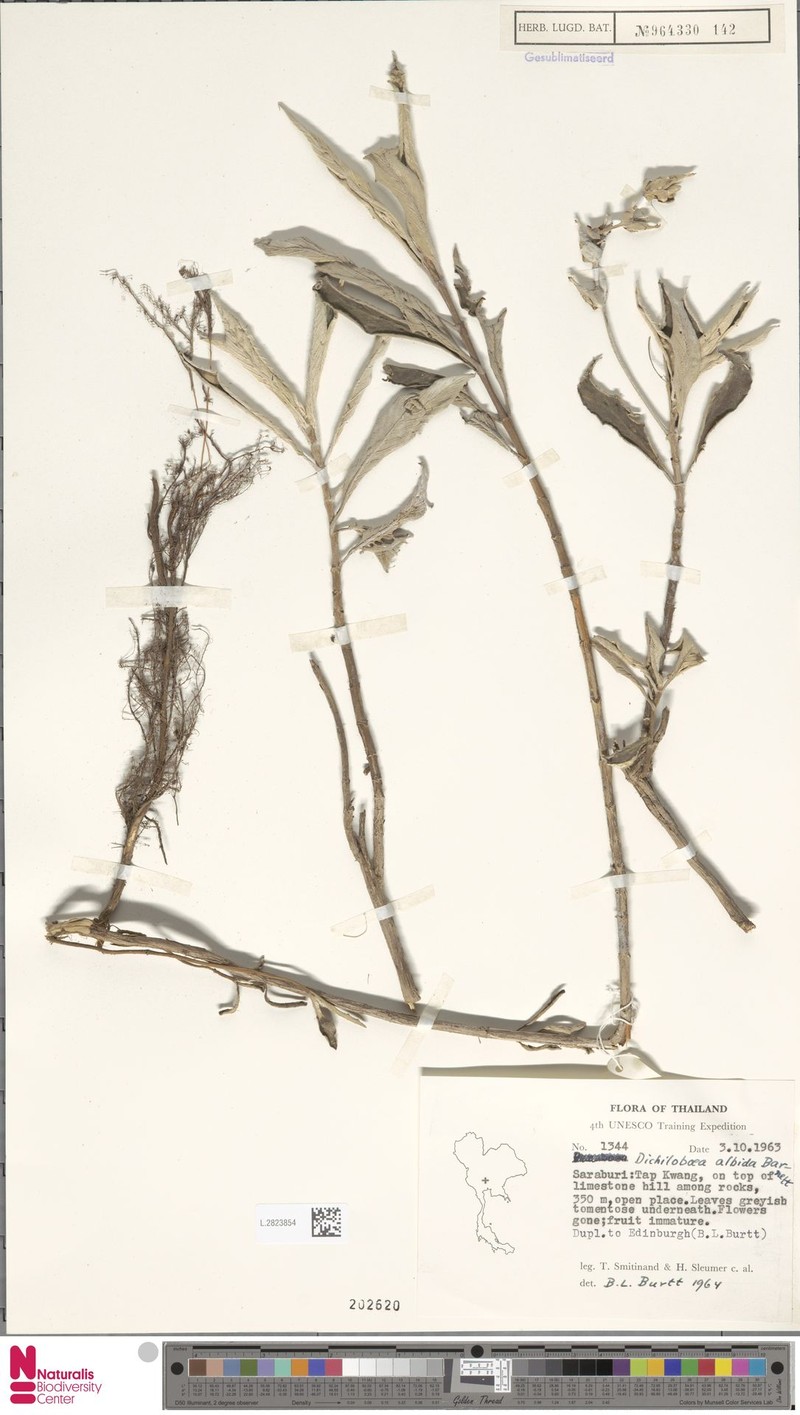Paraboea albida photo 4