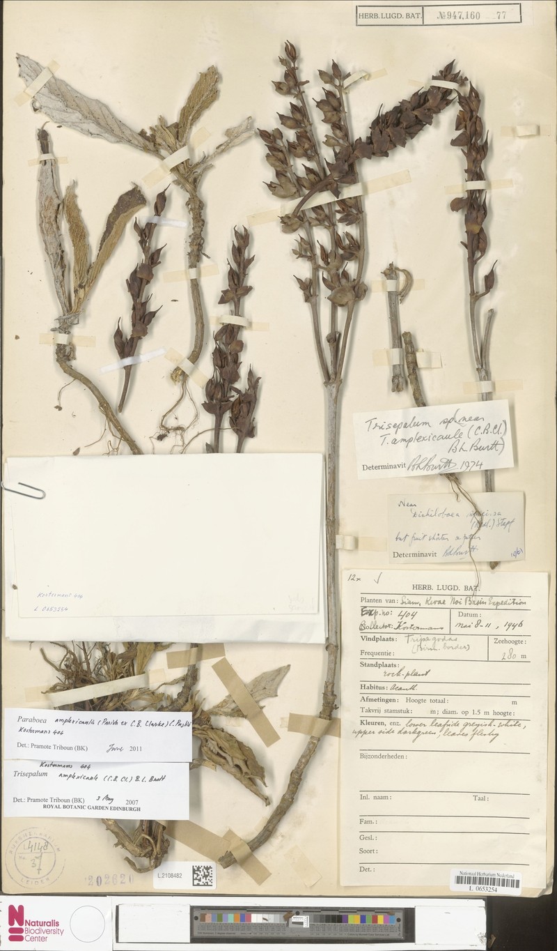Paraboea amplexicaulis