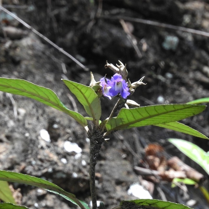Paraboea barnettiae